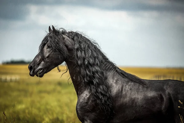 秋の色の草原に黒いフリージアの馬のギャロップ — ストック写真