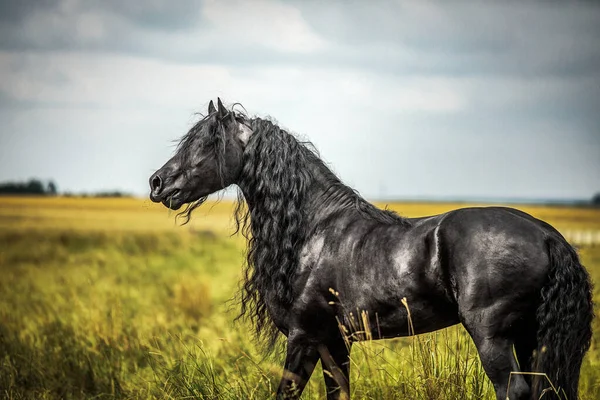 Černý Fríský Kůň Cválá Louce Podzimních Barvách — Stock fotografie