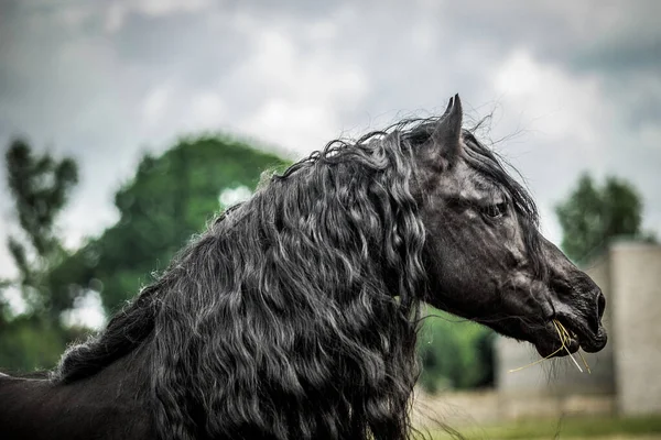 Een Zwart Fries Paard Galoppeert Een Weiland Herfstkleuren — Stockfoto