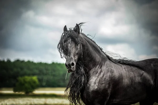 秋の色の草原に黒いフリージアの馬のギャロップ — ストック写真