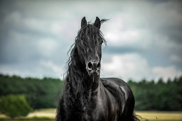 秋の色の草原に黒いフリージアの馬のギャロップ — ストック写真