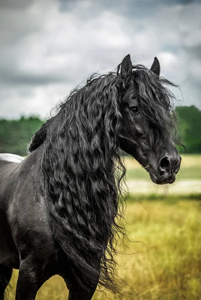 秋の色の草原に黒いフリージアの馬のギャロップ — ストック写真