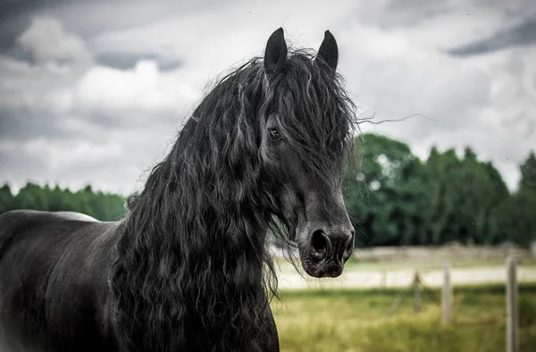 秋の色の草原に黒いフリージアの馬のギャロップ — ストック写真