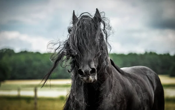 Een Zwart Fries Paard Galoppeert Een Weiland Herfstkleuren — Stockfoto