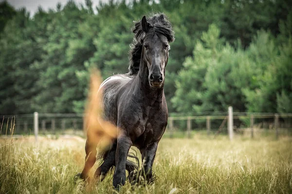 Černý Fríský Kůň Cválá Louce Podzimních Barvách — Stock fotografie