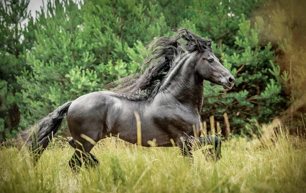 Cavallo Frisone Nero Galoppa Prato Colori Autunnali — Foto Stock