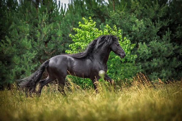 秋の色の草原に黒いフリージアの馬のギャロップ — ストック写真