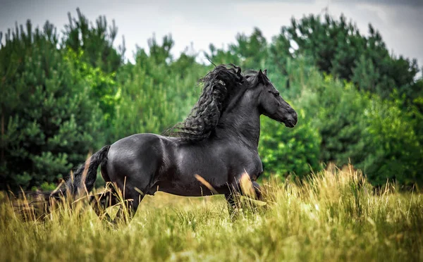 Cavallo Frisone Nero Galoppa Prato Colori Autunnali — Foto Stock