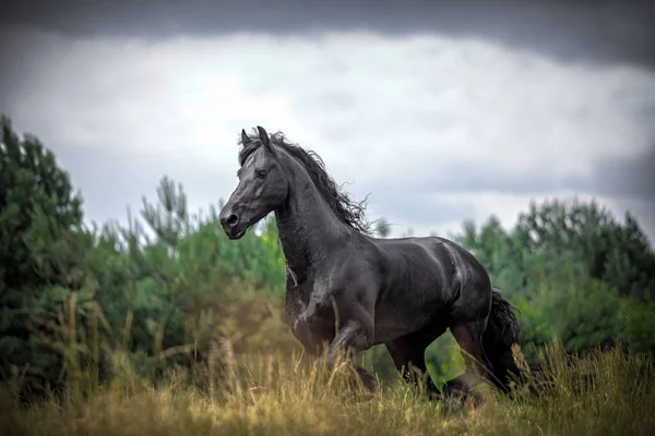 Een Zwart Fries Paard Galoppeert Een Weiland Herfstkleuren — Stockfoto