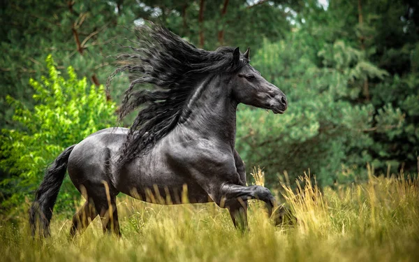 Seekor Kuda Hitam Friesian Berlari Padang Rumput Dalam Warna Musim — Stok Foto