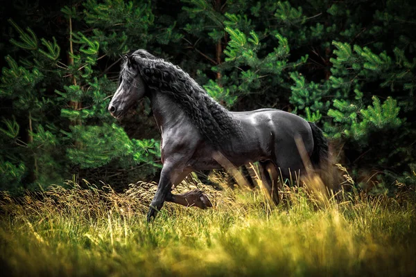 Черная Фризская Лошадь Скачет Лугу Осенних Красках — стоковое фото