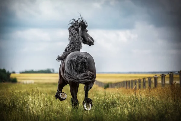 Black Friesian Horse Gallops Meadow Autumn Colors — Stock Photo, Image