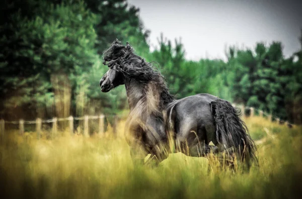 Чорний Фризький Кінь Пурхає Лузі Осінніх Кольорів — стокове фото