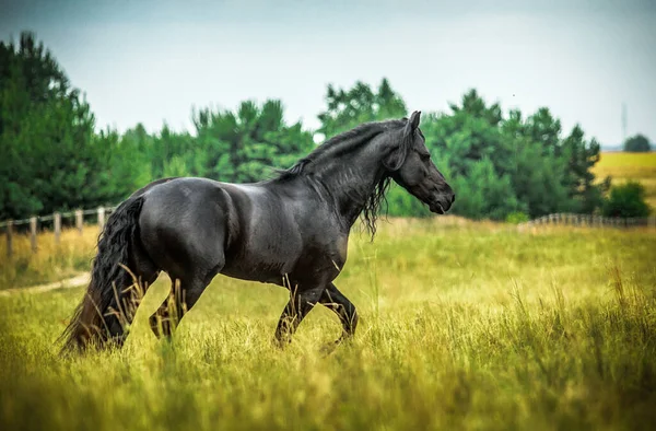 Ein Schwarzes Friesenpferd Galoppiert Herbstlichen Farben Auf Einer Wiese — Stockfoto