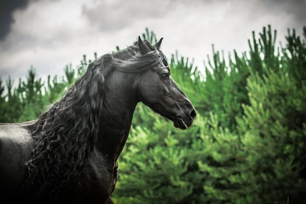Cavalo Frísio Preto Galopa Prado Nas Cores Outono — Fotografia de Stock