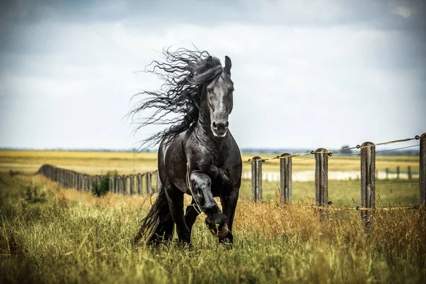 秋の色の草原に黒いフリージアの馬のギャロップ — ストック写真