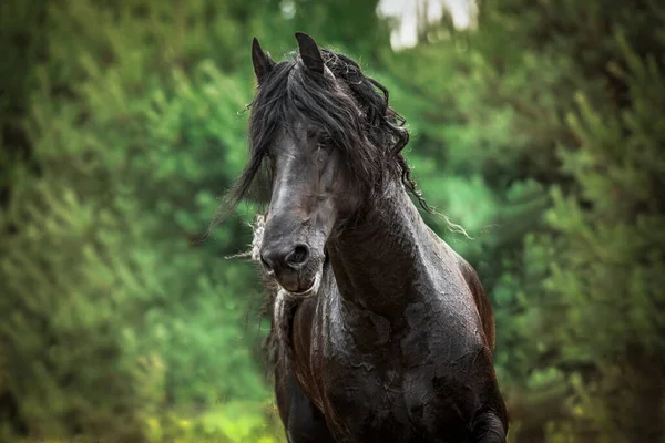 Чорний Фризький Кінь Пурхає Лузі Осінніх Кольорів — стокове фото