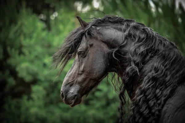 秋の色の草原に黒いフリージアの馬のギャロップ — ストック写真