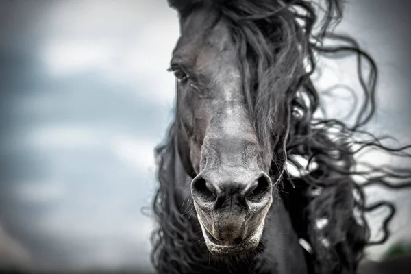 Een Zwart Fries Paard Galoppeert Een Weiland Herfstkleuren — Stockfoto