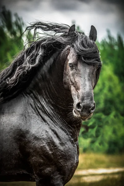 Cavalo Frísio Preto Galopa Prado Nas Cores Outono — Fotografia de Stock