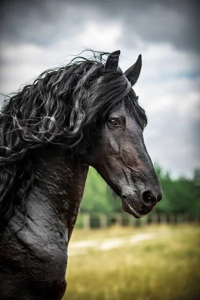 秋の色の草原に黒いフリージアの馬のギャロップ — ストック写真