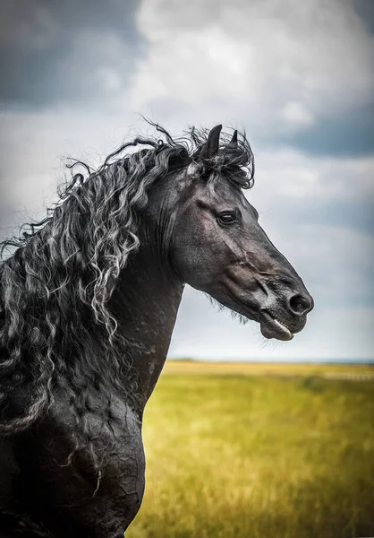 秋の色の草原に黒いフリージアの馬のギャロップ — ストック写真