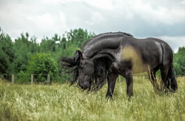 Czarny Fryzyjski Koń Galopuje Łące Jesiennych Kolorach Obrazek Stockowy