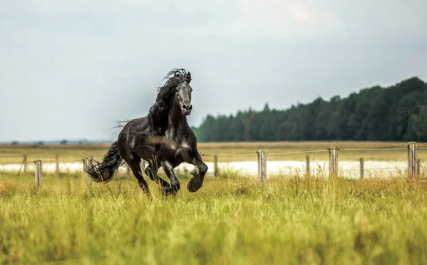 Czarny Fryzyjski Koń Galopuje Łące Jesiennych Kolorach Obraz Stockowy