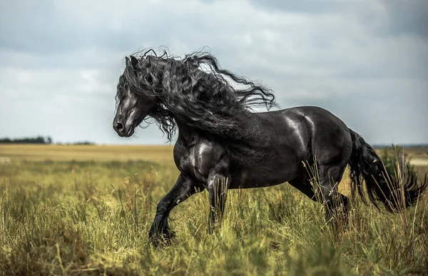 Czarny Fryzyjski Koń Galopuje Łące Jesiennych Kolorach Obrazy Stockowe bez tantiem