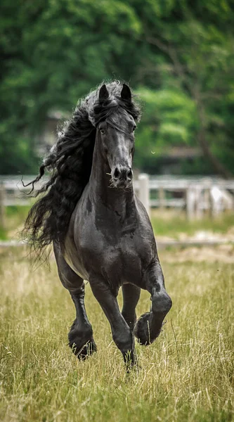 Czarny Fryzyjski Koń Galopuje Łące Jesiennych Kolorach Zdjęcia Stockowe bez tantiem