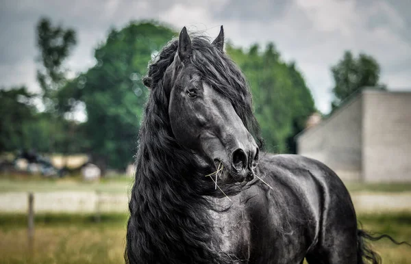 Caballo Frisón Negro Galopando Prado Colores Otoñales Imagen de stock