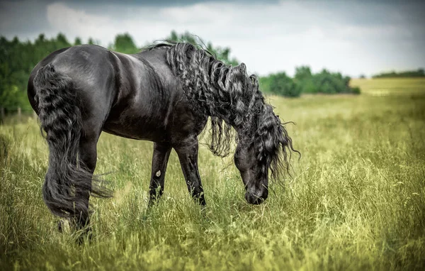 Caballo Frisón Negro Galopando Prado Colores Otoñales Imágenes de stock libres de derechos