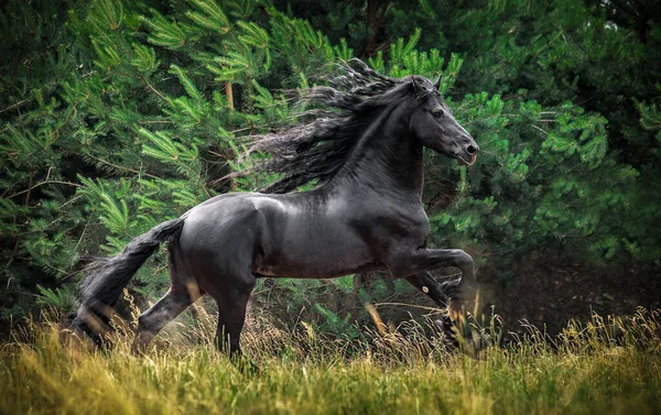 Czarny Fryzyjski Koń Galopuje Łące Jesiennych Kolorach Obrazek Stockowy