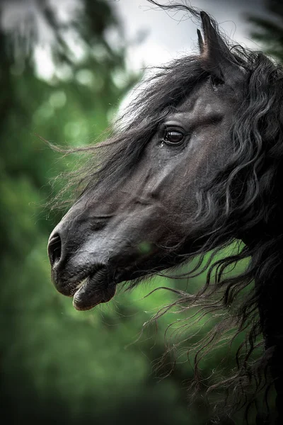 Caballo Frisón Negro Galopando Prado Colores Otoñales Imágenes de stock libres de derechos