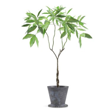 Saksıda 3 boyutlu çiçek ve süs bitkileri.