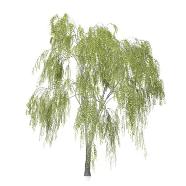 Beyaz arkaplanda bir ağacın 3d görüntüsü