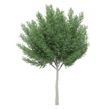 Beyaz arkaplanda bir ağacın 3d görüntüsü