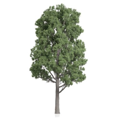 Beyaz arkaplanda bir ağacın 3d görüntüsü