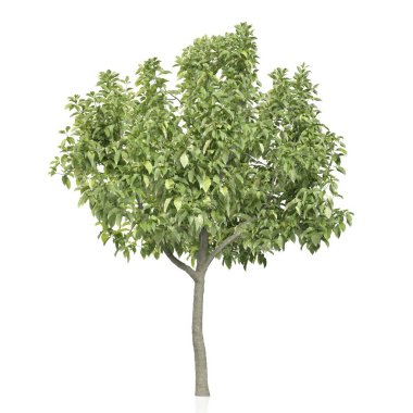 Beyaz arkaplanda bir ağacın 3d görüntüsü