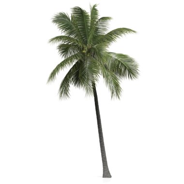 Beyaz arkaplanda bir palmiye ağacının 3d canlandırması