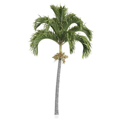 Beyaz arkaplanda bir palmiye ağacının 3d canlandırması