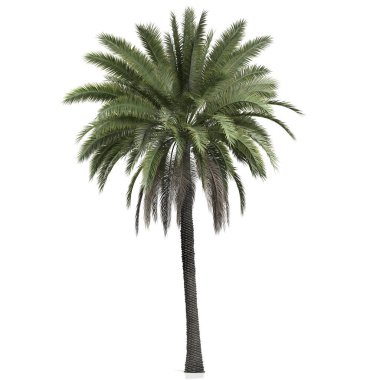 Beyaz arkaplanda bir palmiye ağacının 3d canlandırması