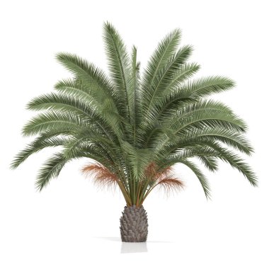 Beyaz arkaplanda bir palmiye ağacının 3d canlandırması