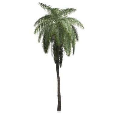 Beyaz arkaplanda bir palmiye ağacının 3d canlandırması