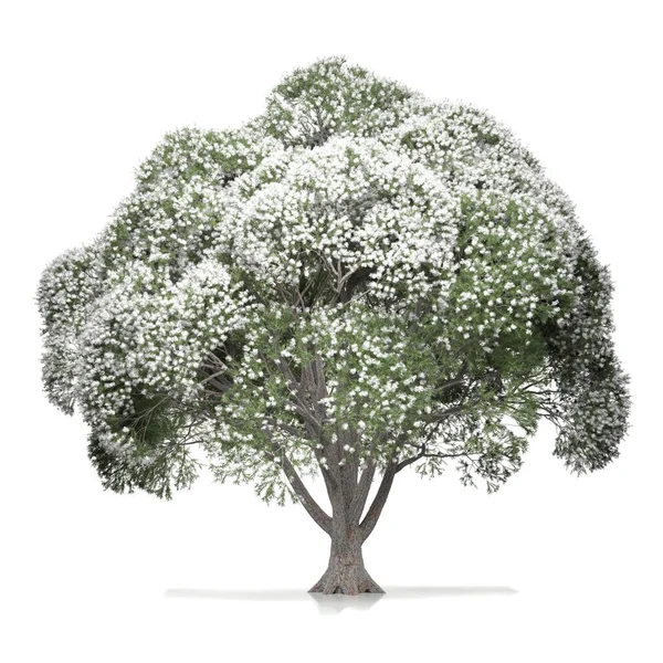 Καθιστούν Ένα Δέντρο Λευκό Φόντο — Φωτογραφία Αρχείου