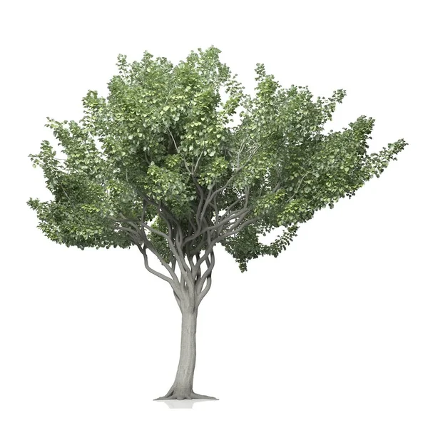 Beyaz Arkaplanda Bir Ağacın Görüntüsü — Stok fotoğraf