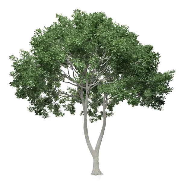 Рендеринг Дерева Белом Фоне — стоковое фото