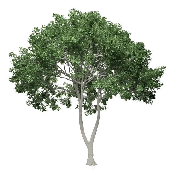 Renderizado Árbol Sobre Fondo Blanco — Foto de Stock