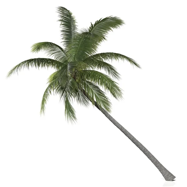 Render Palm Tree White Background — Stock Photo, Image