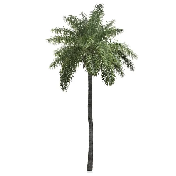 Render Palm Tree White Background — Stock Photo, Image